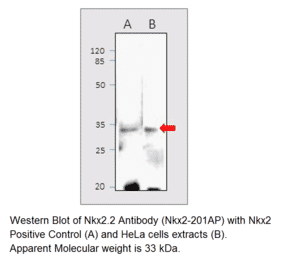 Nkx2.2 Positive Control from FabGennix (PC-NKX2) - Antibodies.com
