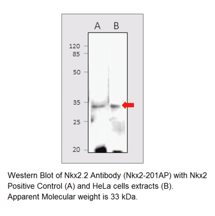 Nkx2.2 Positive Control from FabGennix (PC-NKX2) - Antibodies.com