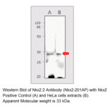 Nkx2.2 Positive Control from FabGennix (PC-NKX2) - Antibodies.com