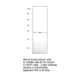 Olig2 Positive Control from FabGennix (PC-OLIG2) - Antibodies.com