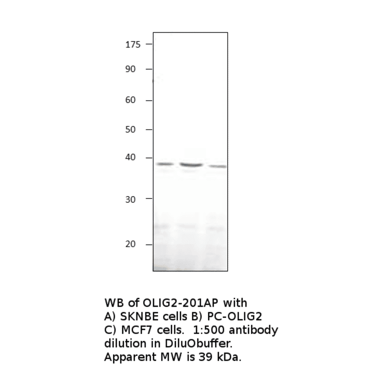 Olig2 Positive Control from FabGennix (PC-OLIG2) - Antibodies.com