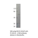 SEC23 Positive Control from FabGennix (PC-SEC23) - Antibodies.com