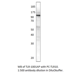 TLR10 Positive Control from FabGennix (PC-TLR10) - Antibodies.com