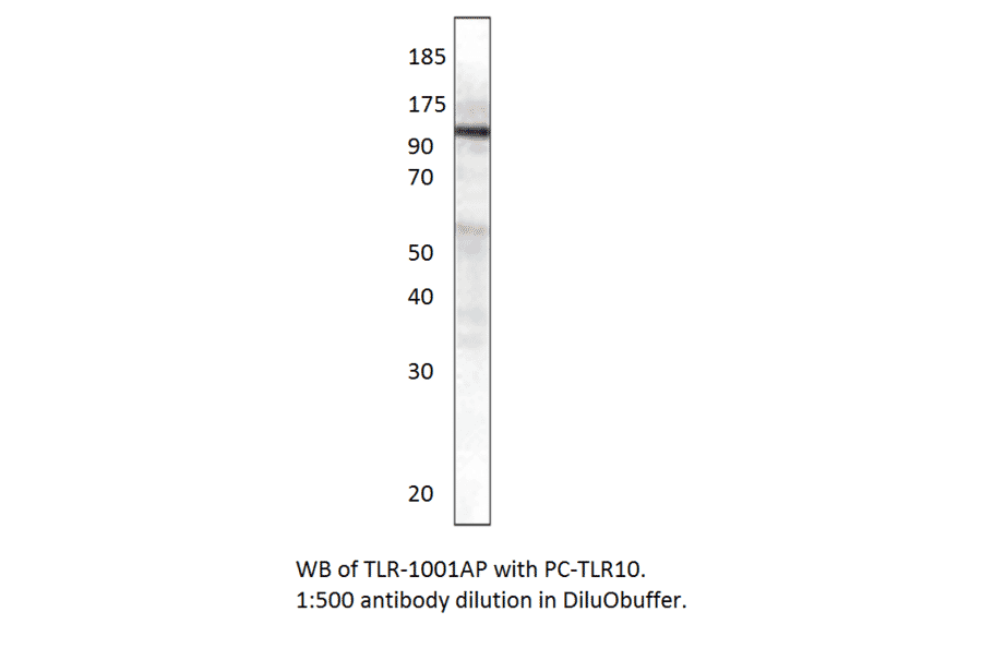 TLR10 Positive Control from FabGennix (PC-TLR10) - Antibodies.com