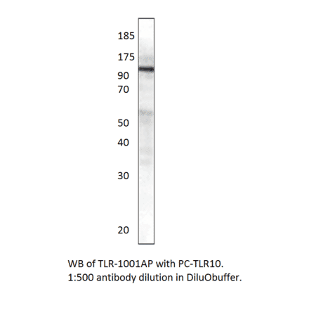 TLR10 Positive Control from FabGennix (PC-TLR10) - Antibodies.com