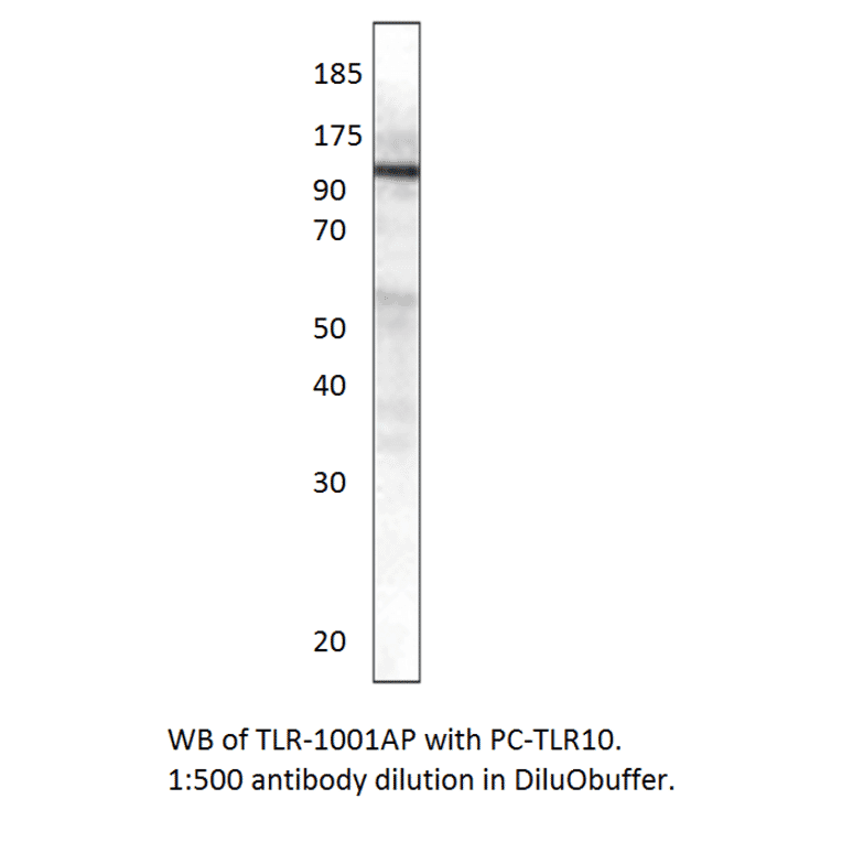 TLR10 Positive Control from FabGennix (PC-TLR10) - Antibodies.com