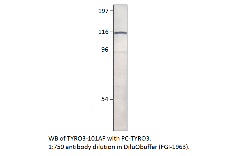 TYRO3 Positive Control from FabGennix (PC-TYRO3) - Antibodies.com
