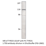 TYRO3 Positive Control from FabGennix (PC-TYRO3) - Antibodies.com