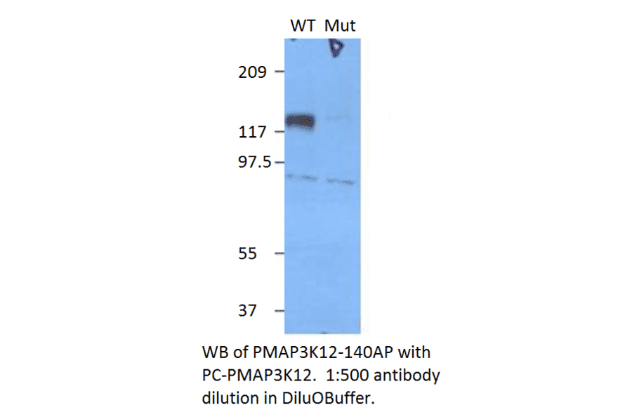 Phospho-MAP3K12 Positive Control from FabGennix (PC-PMAP3K12) - Antibodies.com