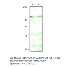 IBP160 Positive Control from FabGennix (PC-AQR) - Antibodies.com