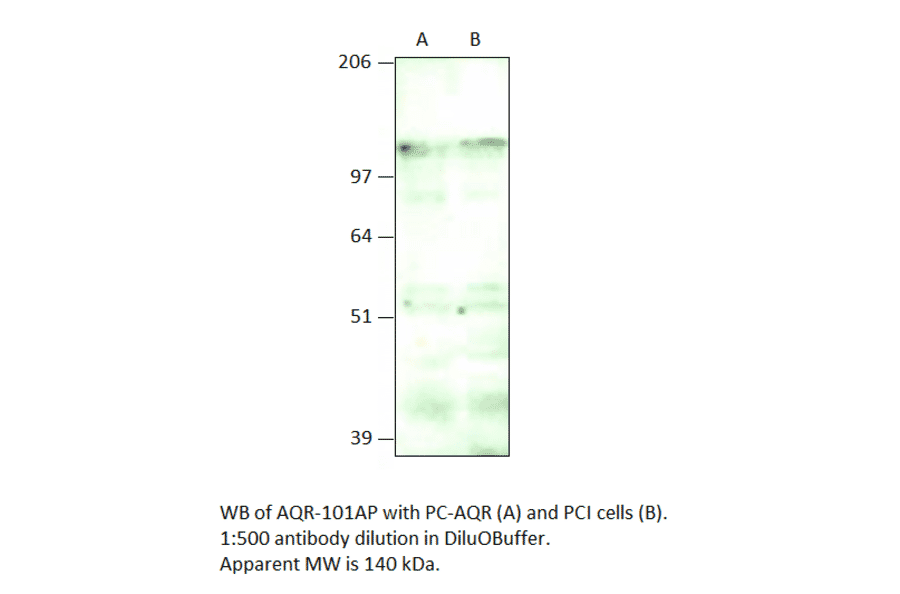 IBP160 Positive Control from FabGennix (PC-AQR) - Antibodies.com