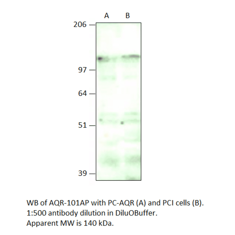 IBP160 Positive Control from FabGennix (PC-AQR) - Antibodies.com