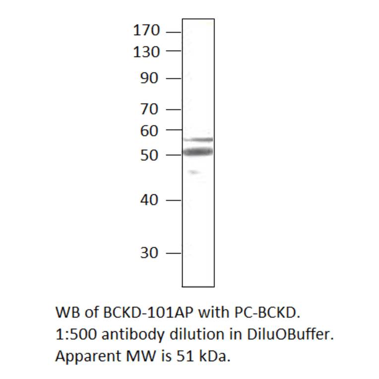 BCKDH Positive Control from FabGennix (PC-BCKD) - Antibodies.com