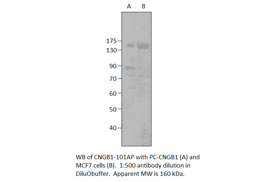 GARP Positive Control from FabGennix (PC-CNGB1) - Antibodies.com