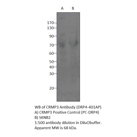 CRMP3 Positive Control from FabGennix (PC-DRP4) - Antibodies.com