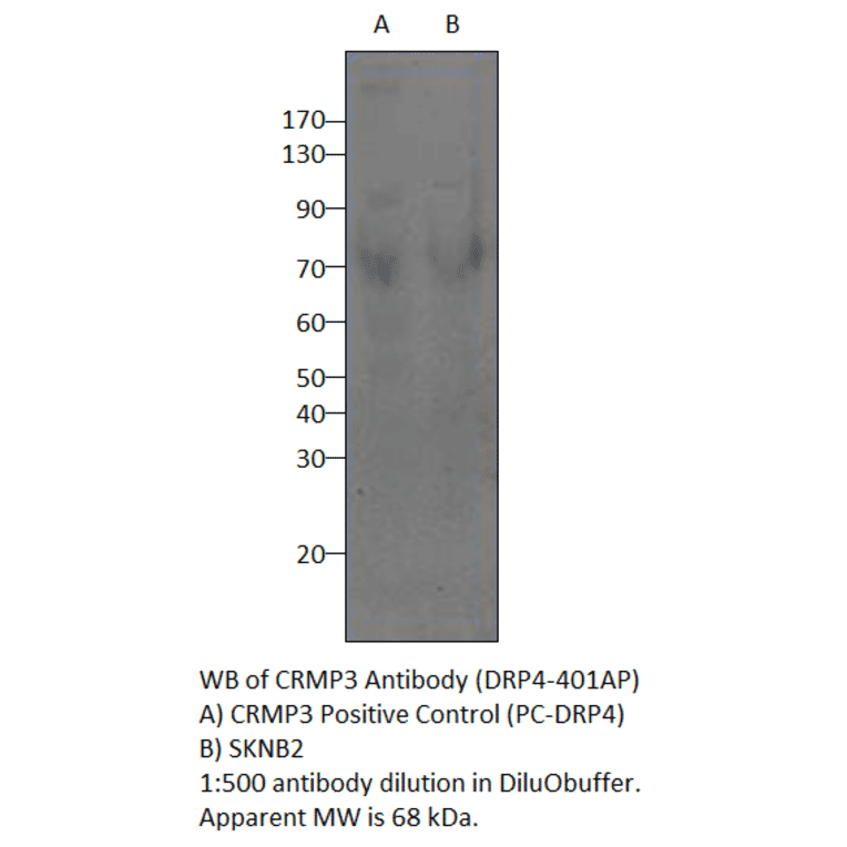 CRMP3 Positive Control from FabGennix (PC-DRP4) - Antibodies.com