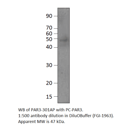 PARD3 Positive Control from FabGennix (PC-PAR3) - Antibodies.com