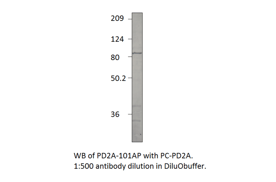 PDE2A Positive Control from FabGennix (PC-PD2A) - Antibodies.com