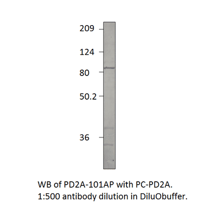 PDE2A Positive Control from FabGennix (PC-PD2A) - Antibodies.com