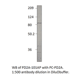 PDE2A Positive Control from FabGennix (PC-PD2A) - Antibodies.com