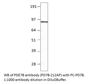 PDE7B Positive Control from FabGennix (PC-PD7B) - Antibodies.com