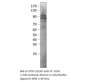 SYDE1 Positive Control from FabGennix (PC-SYDE) - Antibodies.com