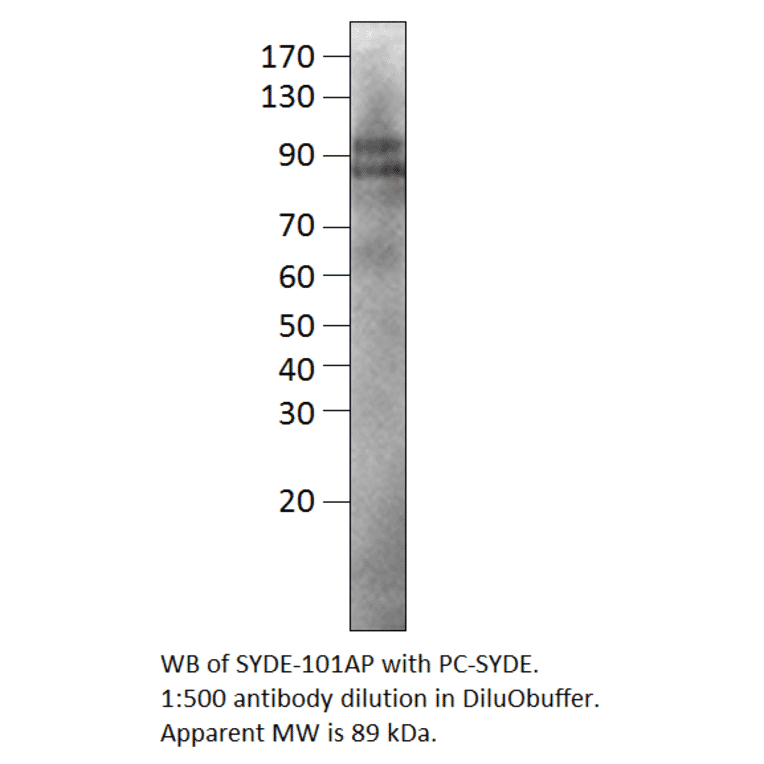 SYDE1 Positive Control from FabGennix (PC-SYDE) - Antibodies.com