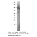 SYDE1 Positive Control from FabGennix (PC-SYDE) - Antibodies.com