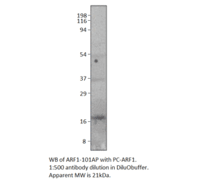 ARF1 Positive Control from FabGennix (PC-ARF1) - Antibodies.com