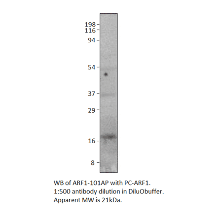 ARF1 Positive Control from FabGennix (PC-ARF1) - Antibodies.com