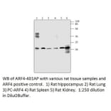 ARF4 Positive Control from FabGennix (PC-ARF4) - Antibodies.com
