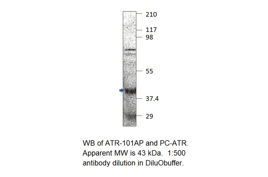 Fbx32 Positive Control from FabGennix (PC-ATR) - Antibodies.com