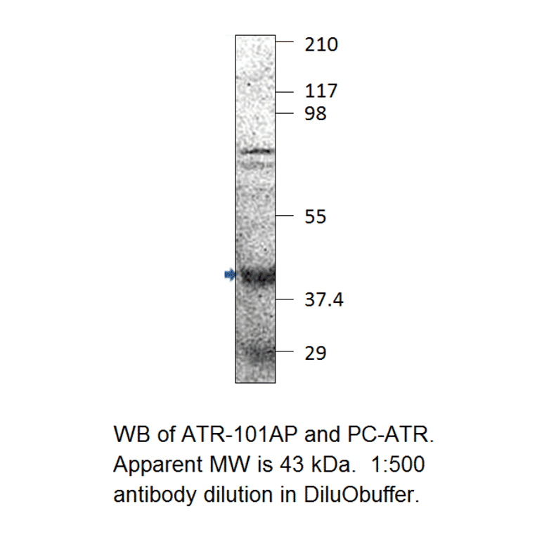 Fbx32 Positive Control from FabGennix (PC-ATR) - Antibodies.com