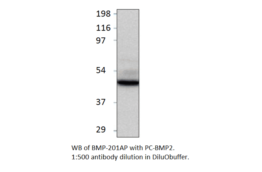 BMP2 Positive Control from FabGennix (PC-BMP2) - Antibodies.com