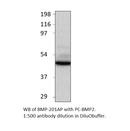 BMP2 Positive Control from FabGennix (PC-BMP2) - Antibodies.com