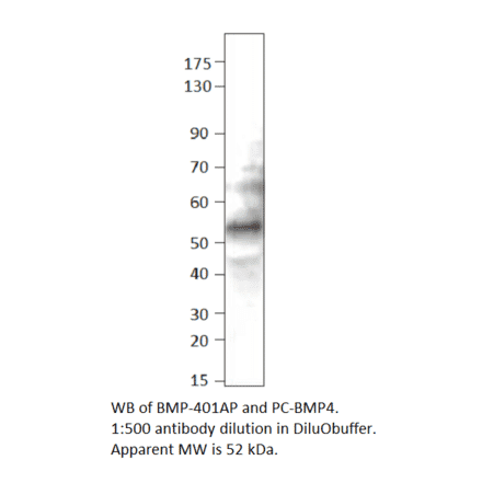 BMP4 Positive Control from FabGennix (PC-BMP4) - Antibodies.com