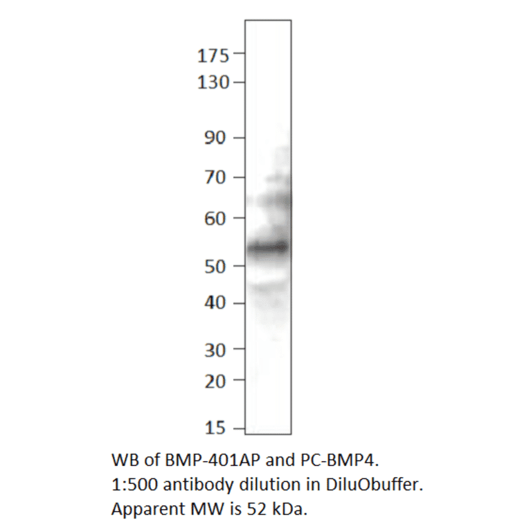 BMP4 Positive Control from FabGennix (PC-BMP4) - Antibodies.com