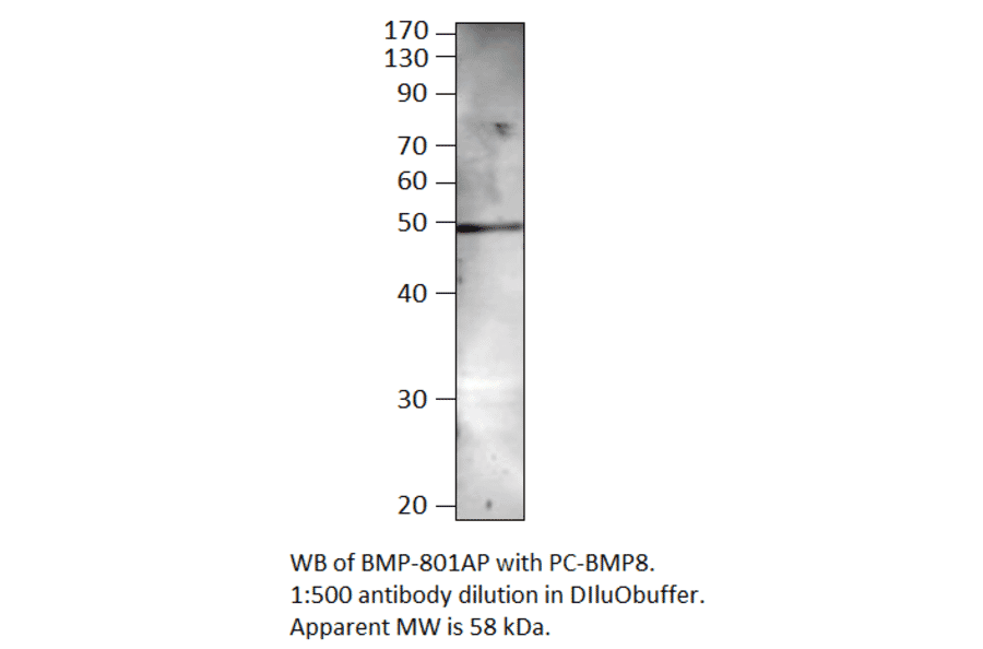BMP8 Positive Control from FabGennix (PC-BMP8) - Antibodies.com