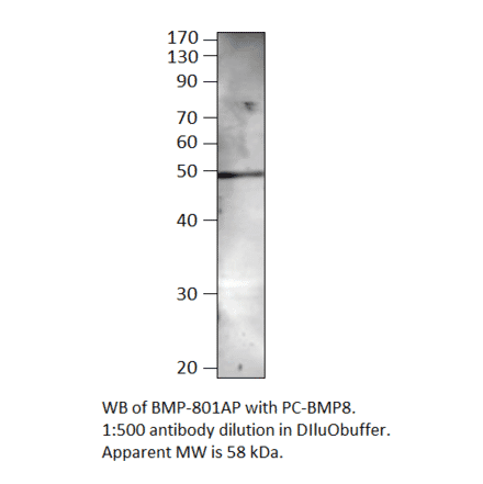 BMP8 Positive Control from FabGennix (PC-BMP8) - Antibodies.com