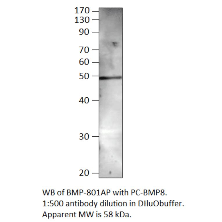 BMP8 Positive Control from FabGennix (PC-BMP8) - Antibodies.com