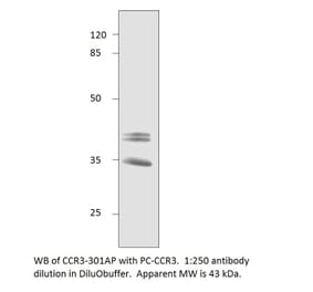 CCR3 Positive Control from FabGennix (PC-CCR3) - Antibodies.com