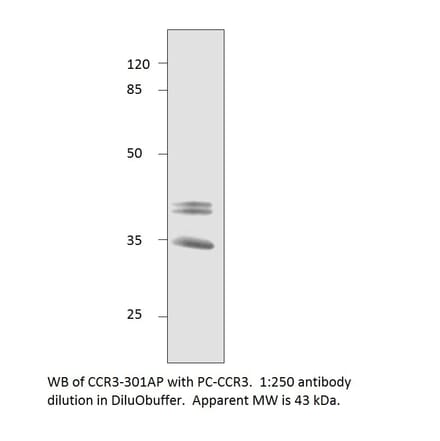 CCR3 Positive Control from FabGennix (PC-CCR3) - Antibodies.com