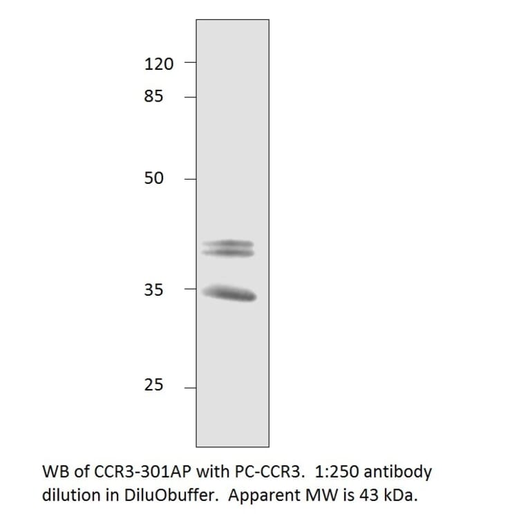 CCR3 Positive Control from FabGennix (PC-CCR3) - Antibodies.com