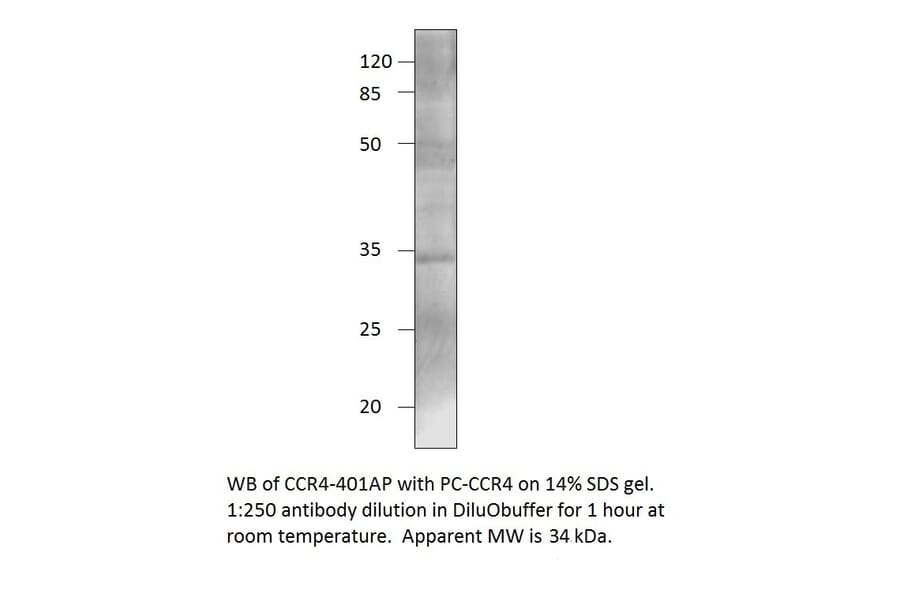 CCR4 Positive Control from FabGennix (PC-CCR4) - Antibodies.com