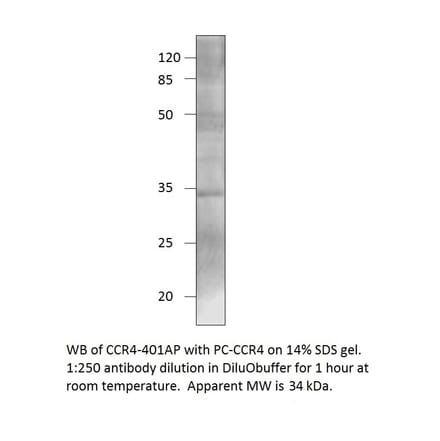 CCR4 Positive Control from FabGennix (PC-CCR4) - Antibodies.com