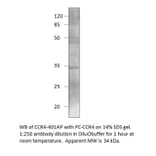 CCR4 Positive Control from FabGennix (PC-CCR4) - Antibodies.com