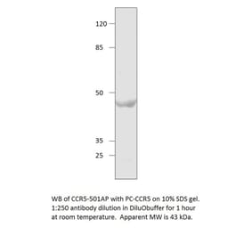 CCR5 Positive Control from FabGennix (PC-CCR5) - Antibodies.com