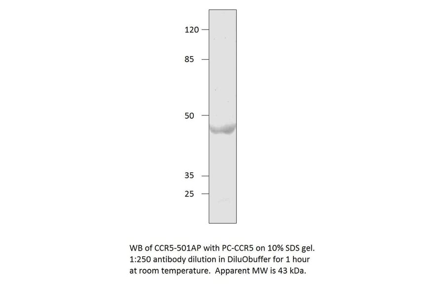 CCR5 Positive Control from FabGennix (PC-CCR5) - Antibodies.com