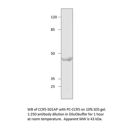 CCR5 Positive Control from FabGennix (PC-CCR5) - Antibodies.com