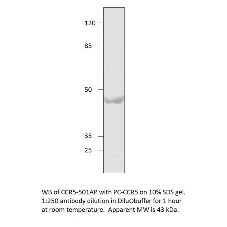 CCR5 Positive Control from FabGennix (PC-CCR5) - Antibodies.com